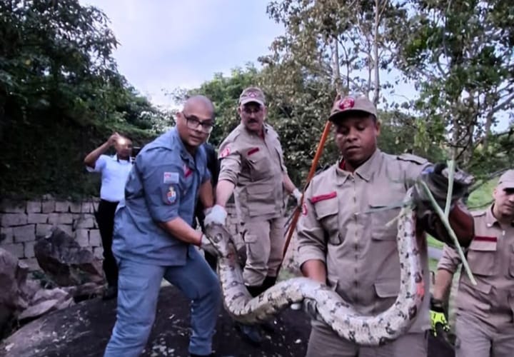Bombeiros capturam jiboia de 3 metros em condomínio em Itupeva